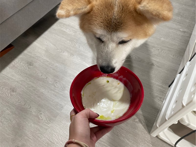 試用